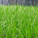 От зерна до зеленого покрова: Трава для газонов в Москве
